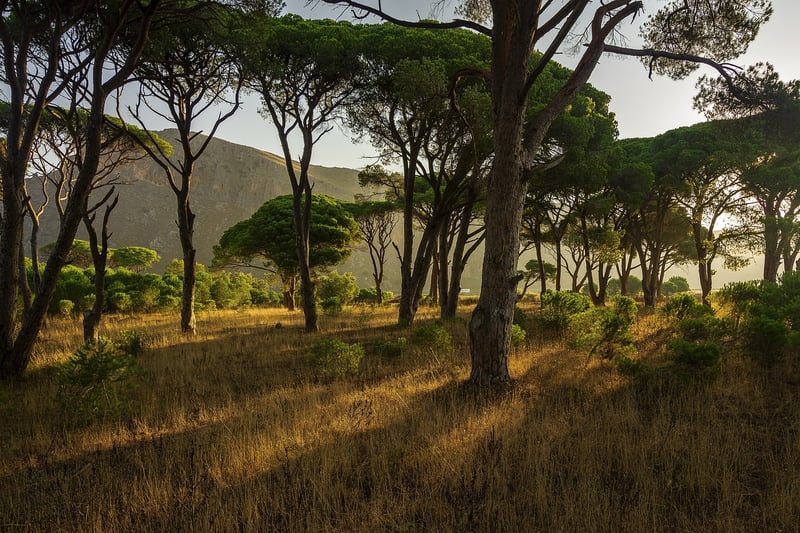 Enchanted Landscape